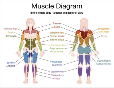 Link to: /pages/weightresistance-trainingsarcopenia